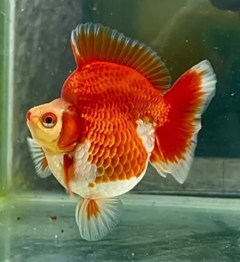 Ryukin