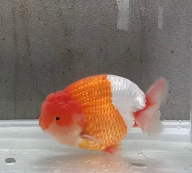 Ranchu