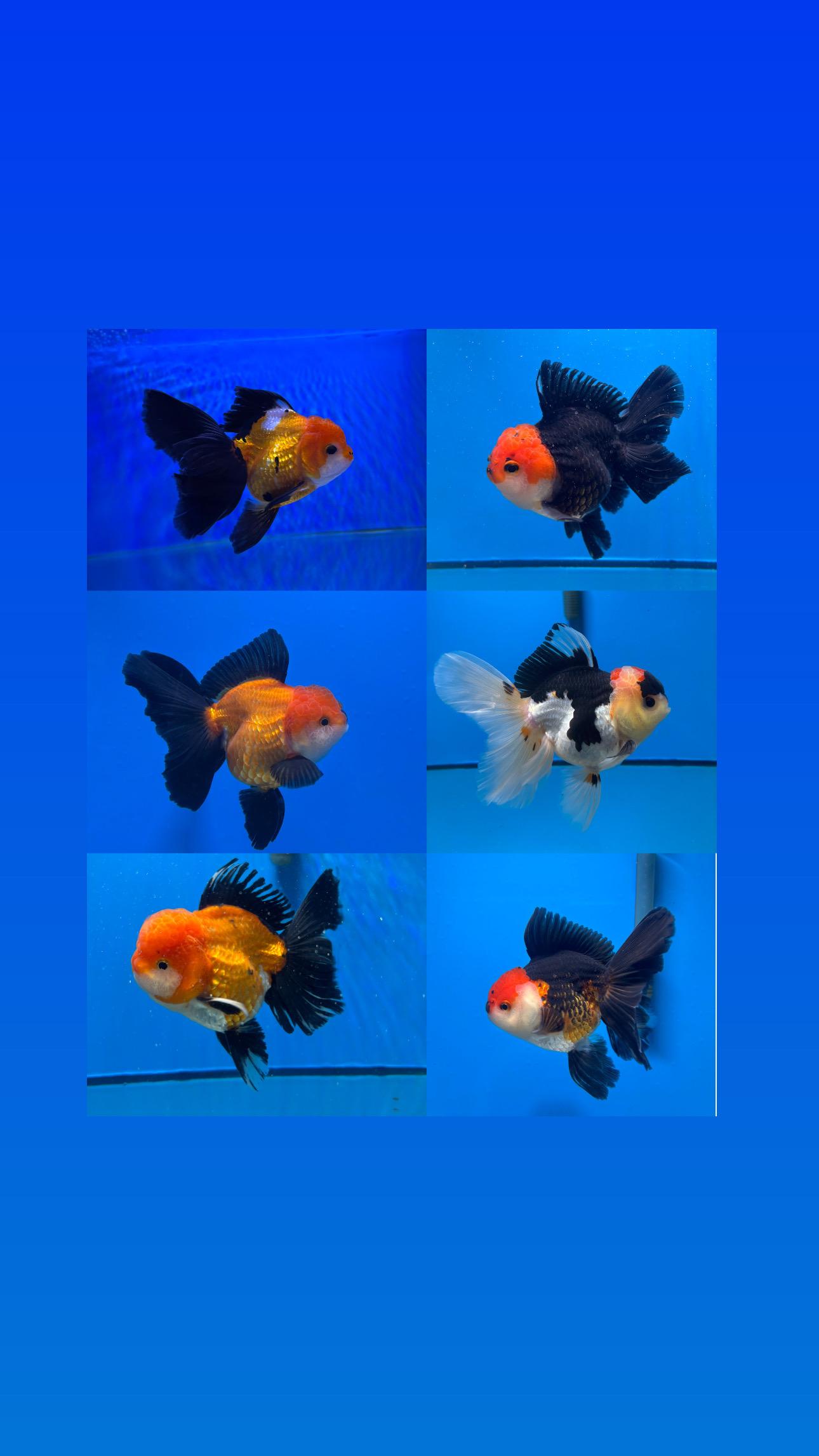 Tricolour Rosetail Oranda